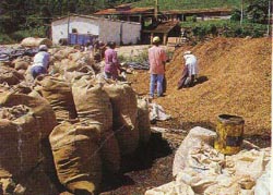 Palha do café: suprimento de nutrientes